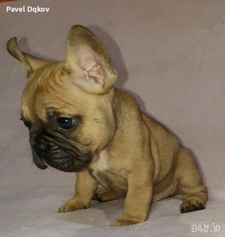 Френски булдог/Френски булдочета, снимка 1