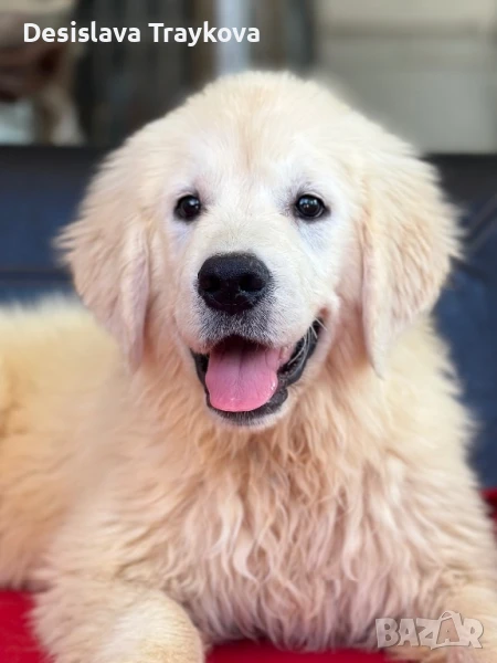 Мъжко и женско кученце Голдън ретривър, снимка 1