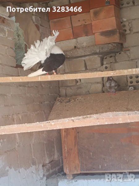 Гълъби, снимка 1