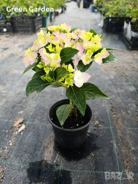 Хортензия, снимка 1