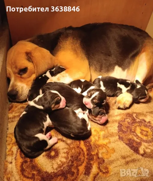 Бигъл , снимка 1