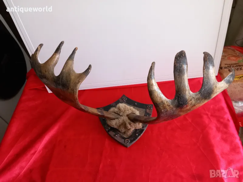 Ловен Трофей ,Рога от ЛОС , Елен , Сръндак, снимка 1