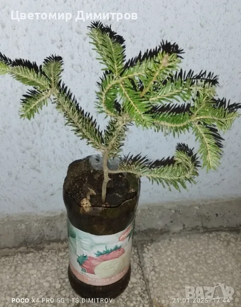 Ела, Елха, Обикновена ела, Бяла ела, снимка 1