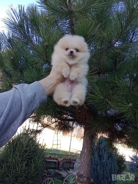 Мини момиченце. Померан., снимка 1