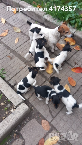 Джак ръсел териер 