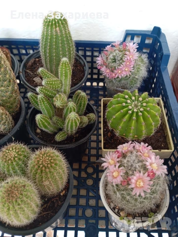 Продавам кактуси, снимка 3 - Стайни растения - 17950413