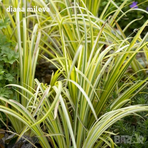 Акорус, Acorus Gramineus Ogon!!!, снимка 2 - Градински цветя и растения - 49964248