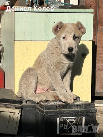 Продавам женски и мъжки алабаи, снимка 13 - Алабай - 52813719