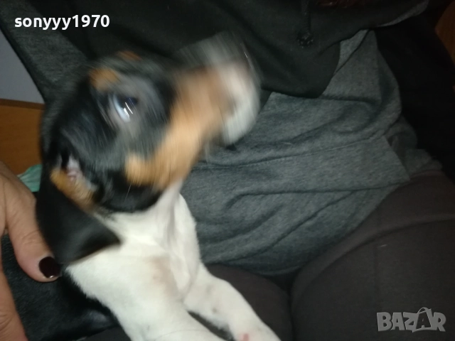 КУТРЕ//ПАЛЕ ДЖАК РЪСЕЛ НА 3 МЕСЕЦА-МОМИЧЕ 2411251124, снимка 14 - Джак ръсел териер - 52521058