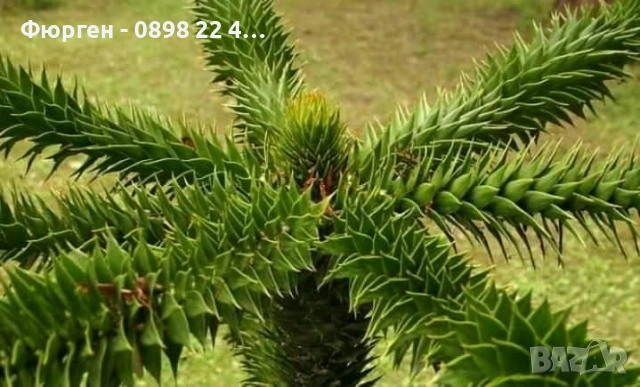 Араукария, Чилийски бор -Araucaria araucana Студоустойчив, снимка 3 - Разсади - 53580764