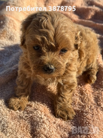 Малки коледни изкушения