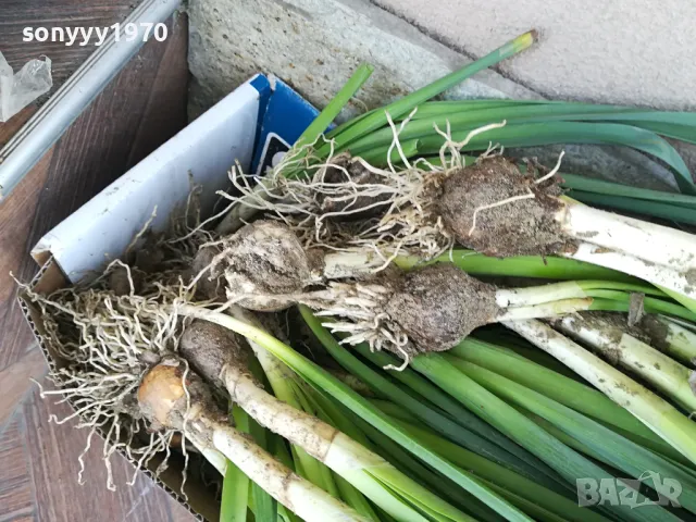 НАРЦИСИ-25ЛВ ЗА ЛОТ ОТ 25БР С ЛУКОВИЦИ 1104250533, снимка 17 - Градински цветя и растения - 49853468