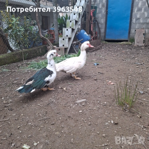 Женска патица 