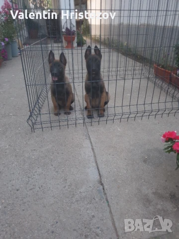 Белгийска овчарка малиноа , снимка 1