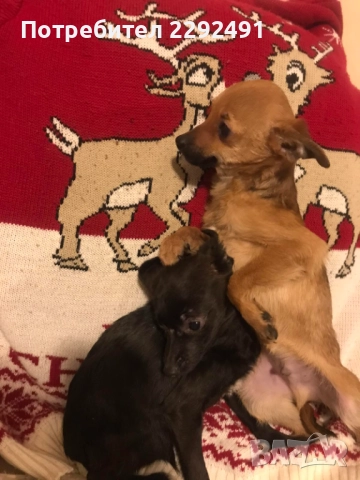 Мини Пинчери , снимка 3 - Пинчер - 52878798