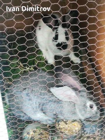 Продавам зайци смеска белгийски великан и пеперуда. , снимка 2 - Други - 46246564