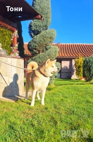 Акита Ину Японска , снимка 3 - Акита ину - 53419684