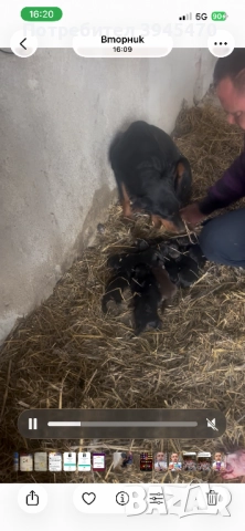 Малки добермани, снимка 3 - Доберман - 52584597