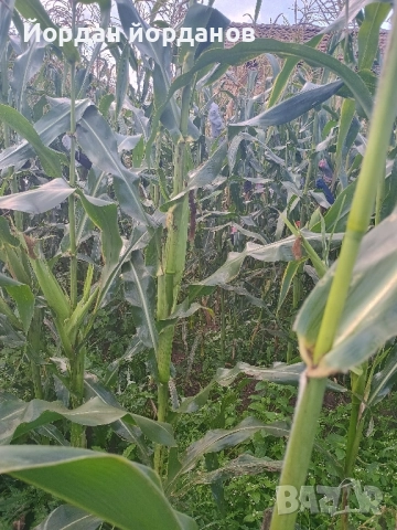 продавам бяла царевица , снимка 7 - Сортови семена и луковици - 52339346