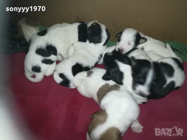 ПРОДАВАМ-продавам djack russell terrier 0406211147