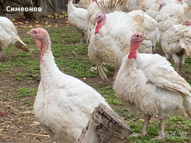 Пуйки, снимка 3 - Кокошки и пуйки - 53499589