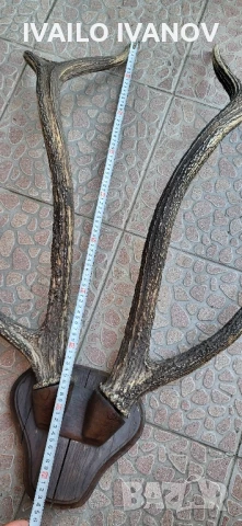 Рога големи от елен трофей  , снимка 5 - Колекции - 51047090