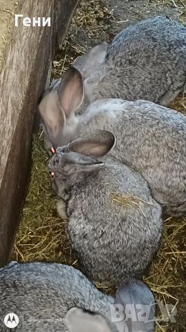 Продавам зайци , снимка 2 - Други - 52971927