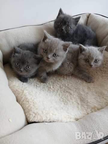 Британски Котета , снимка 3 - Британска късокосместа - 52850556