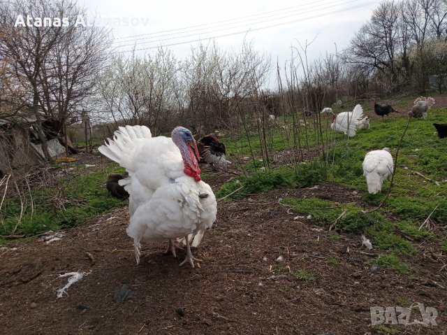 Продавам пуйки и пуешки яйца, снимка 2 - Кокошки и пуйки - 28099344