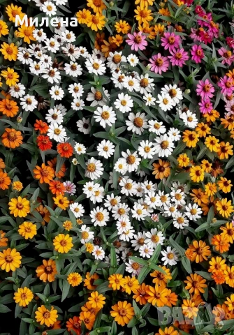 Семена за едногодишни цветя , снимка 2 - Сортови семена и луковици - 51341019