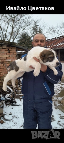 Алабай, снимка 2 - Алабай - 53457889