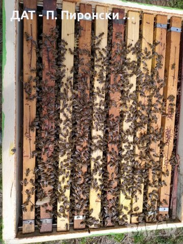 Пчелни отводки 2024г. цена за рамка ДБ, снимка 1 - За пчели - 40068356