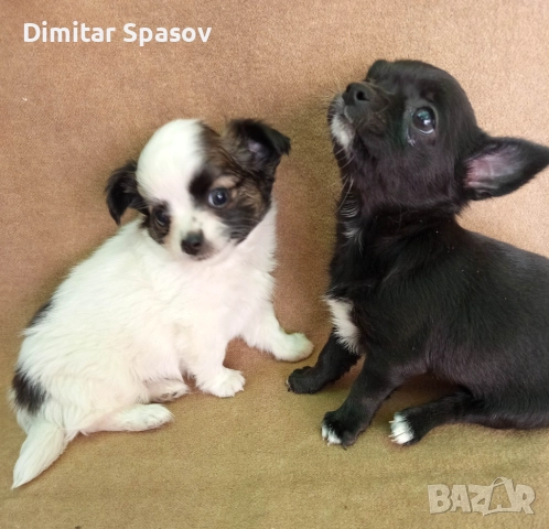 Продавам Кученца Куче Чихуахуа Дългокосместо и Късокосместо