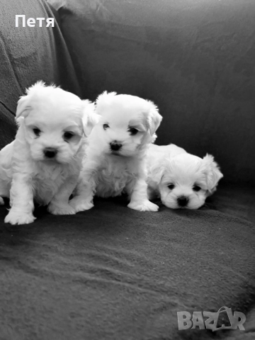 Малтийска болонка-момчета