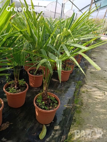 Палми Trachycarpus Fortunei – 1 метър височина, снимка 2 - Градински цветя и растения - 52596475