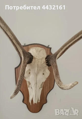 трофей череп с рога, снимка 5 - Други - 51100089