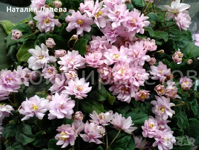 Мини сентполия трейлър, trail along, снимка 4 - Стайни растения - 52328911