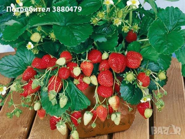 коренчета на ягоди в саксия