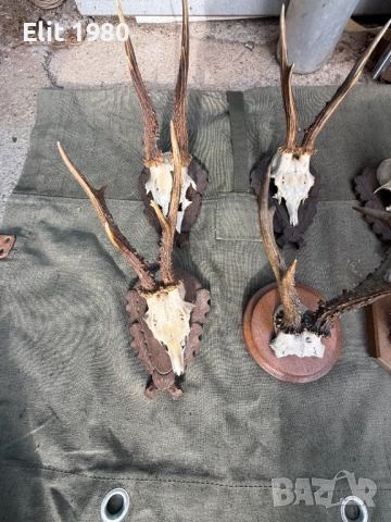 Продавам ловни трофей , снимка 5 - Ловно оръжие - 52653033