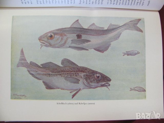 1956г.Научна Книга Илюстрации за Рибите и Водните Обитатели, снимка 3 - Антикварни и старинни предмети - 44029993