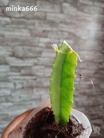 Разсад за питая(драконов плод), снимка 4 - Градински цветя и растения - 43755976