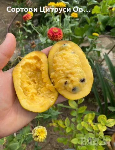 Индиански Банан PawPaw Асимина Трилоба Asimina Triloba