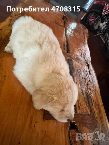 Голдън ретривър момче , снимка 4 - Голдън ретривър - 53384772