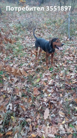 Продавам четири ловни гончета , снимка 3 - Гонче - 52538759