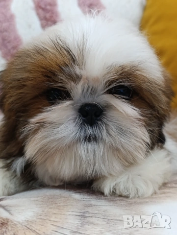 Бебе Ши Тцу /SHIH TZU baby