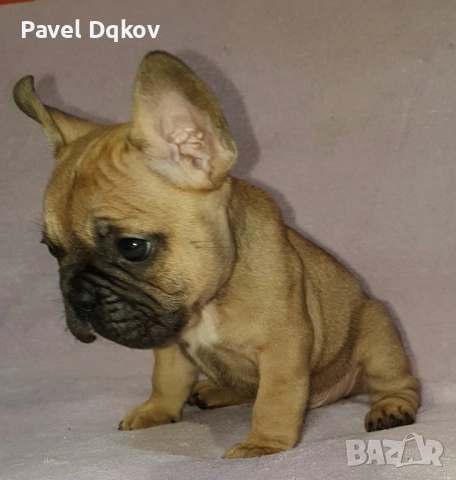 Френски булдог/Френски булдочета