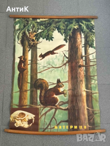 Соц Учебни Плакати Постери Биология, снимка 4 - Антикварни и старинни предмети - 51734458