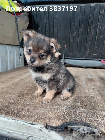 мъжки и женски кучета , снимка 6 - Пинчер - 52864232