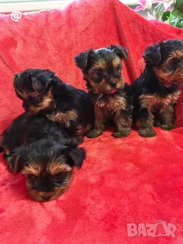 Йорки йоркширски териер Гр. София, снимка 3 - Йоркширски териер - 48058005