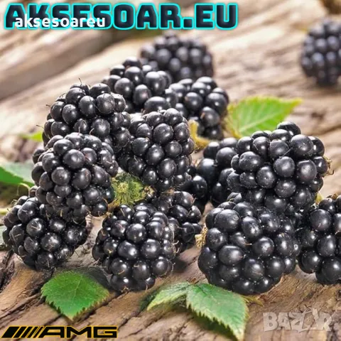 Нови 100 бр Висококачествени органични плодови семена от хранителна Къпина, къпини антиоксидант , снимка 12 - Сортови семена и луковици - 50286897